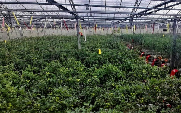 Λάρισα: Εισαγγελέας για τους αγρότες που δήθεν καλλιεργούσαν ντομάτα για να εισπράξουν μεγαλύτερη αποζημίωση