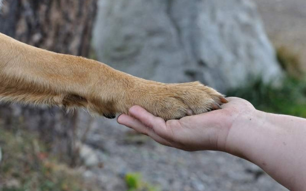 Καμπάνια ενημέρωσης για την προστασία των ζώων από το δήμο Ωραιοκάστρου