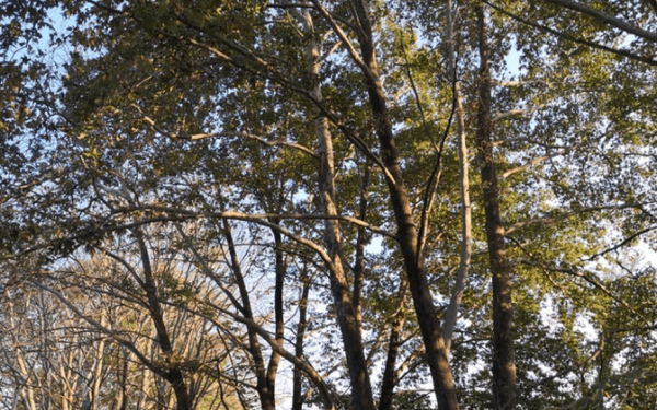 Θεσσαλονίκη: Περιβαλλοντική εκδήλωση με τίτλο «Τα Πλατάνια της οδού Βαφοπούλου»