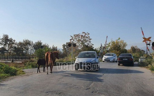 Βέροια: Άλογα «κόβουν» βόλτες στο δρόμο (φωτ.)