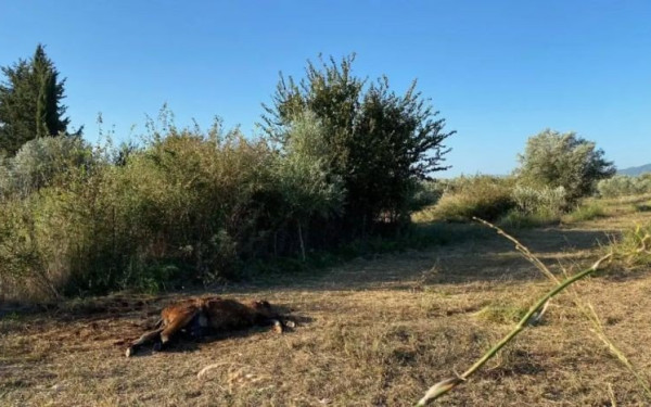 Φρίκη στην Αιτωλοακαρνανία: Σκότωσαν άγρια άλογα στον κάμπο της Λεπενούς (βίντεο, φωτ.)