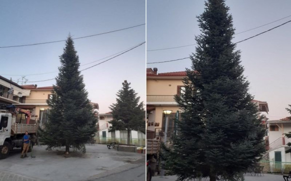 Χαλκιδική: Τοποθετήθηκε στην πλατεία του Ταξιάρχη το πρώτο Χριστουγεννιάτικο δέντρο της Ελλάδας - Φτάνει τα 16 μέτρα