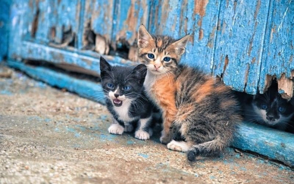 Κτηνωδία στις Σέρρες: Ασυνείδητος σκοτώνει αδέσποτες γάτες με καραμπίνα (βίντεο)