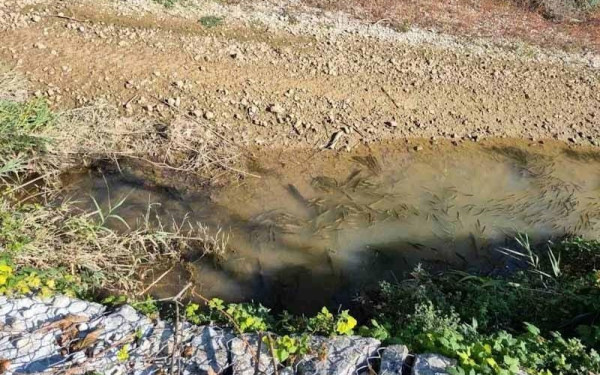 Δωδώνη: Χιλιάδες νεκρά ψάρια στον ποταμό Λούρο - Ανυπολόγιστη η οικολογική καταστροφή (φωτ.)