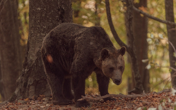 Χαλκιδική: Η αρκούδα εξακολουθεί να... κόβει βόλτες (βίντεο)