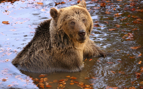 Νυμφαίο: Απέκτησε «διαμέρισμα» ο... Γιωργάκης, ο παππούς του «Αρκτούρου»