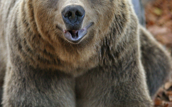Χαλκιδική: Σε επιφυλακή οι αρχές για την παρουσία αρκούδας