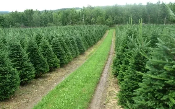 Χαλκιδική: Πέφτουν «βροχή» οι προπαραγγελίες για τα έλατα του Ταξιάρχη