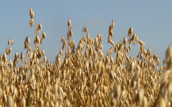Ζωοτροφές: Εντός του Δεκέμβρη η πληρωμή των 89 εκατ. ευρώ