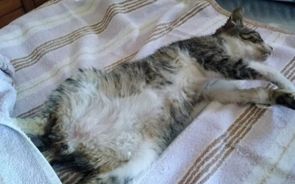 Χανιά: Πυροβόλησαν γατάκι με αεροβόλο- «Ο Bullet δεν πέθανε αλλά είναι πλέον ανάπηρος» (φωτ.)