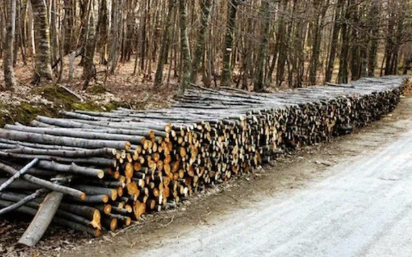 Δήμος Βόλβης: Διάθεση ξύλων σε ευάλωτους πολίτες - Οι δικαιούχοι 