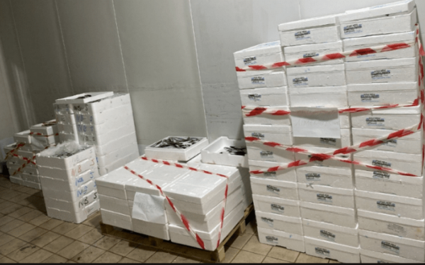 Θεσσαλονίκη: Κιβώτια μπακαλιάρου κατασχέθηκαν στην ιχθυόσκαλα Ν. Μηχανιώνας