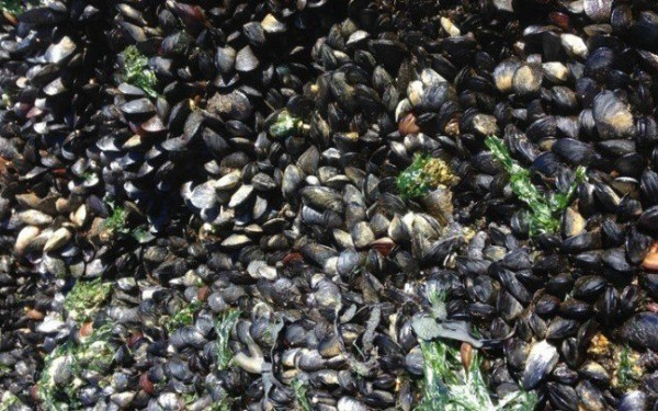 Θεσσαλονίκη: Μυδοκαλλιεργητές σε απόγνωση - «Θάνατος» οι θαλάσσιες φούσκες