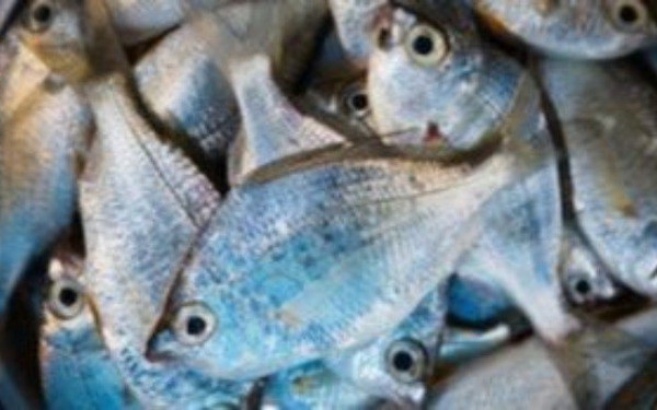 Ποια ψάρια μειώνουν τον κίνδυνο νεφρικής νόσου