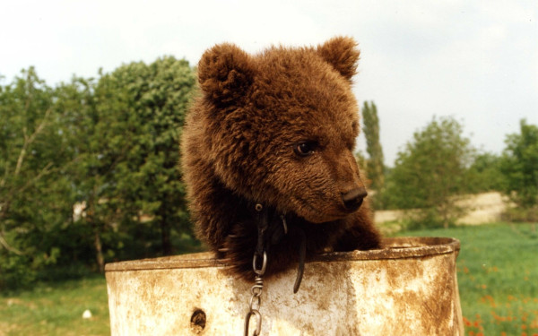 Απεγκλωβίστηκαν 3 αρκουδάκια στη Φλώρινα - Είχαν πέσει σε κανάλι (φωτ.)