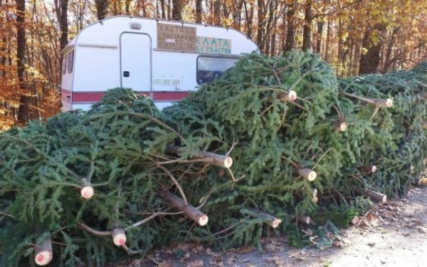 Χαλκιδική: Ικανοποιημένοι με τις πωλήσεις τους οι ελατοπαραγωγοί Ταξιάρχη