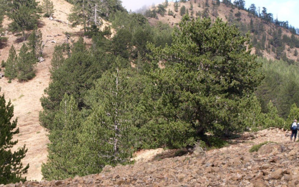 Όταν οι Νεάντερταλ … περπατούσαν στον Σμόλικα