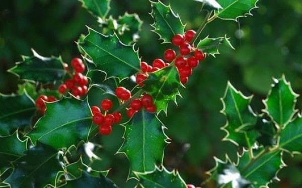 Γκι: Το φυτό των Χριστουγέννων φυτρώνει στον Όλυμπο και λέγεται... αρκουδοπούρναρο