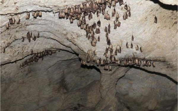 Στην Ελλάδα τα 36 από τα 45 είδη νυχτερίδων - «Προτιμούν» την Κεντρική και Δυτική Μακεδονία 