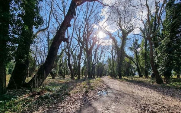 Τα πλατάνια θυσιάζονται στον βωμό της ανθρώπινης αδιαφορίας - Εξαφανίζονται και τα πλατάνια της Φθιώτιδας (φωτ.)