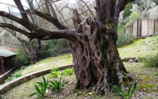 Η χαρτογράφηση αποκάλυψε ελιά άνω των... 2.000 ετών στα Δωδεκάνησα (φωτ.)