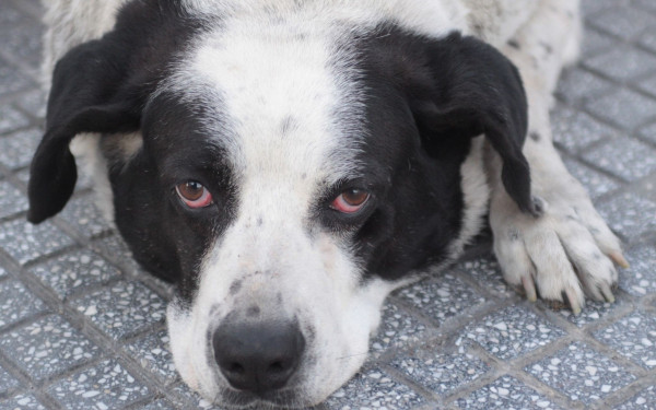 Κατερίνη: Του επιβλήθηκε πρόστιμο 1.300 ευρώ επειδή περιέθαλψε αδέσποτο! (βίντεο)