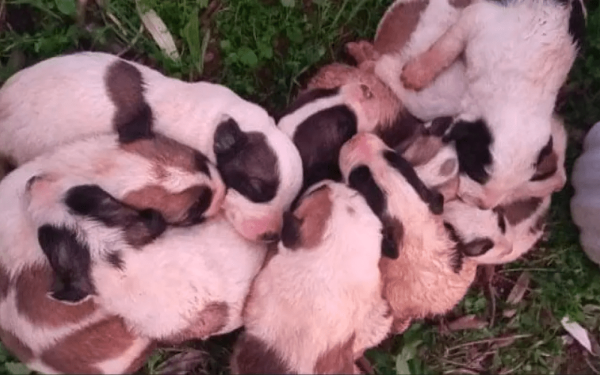 Σοκαριστικές εικόνες απο παρατημένα κουτάβια στον Αλμυρό Βόλου