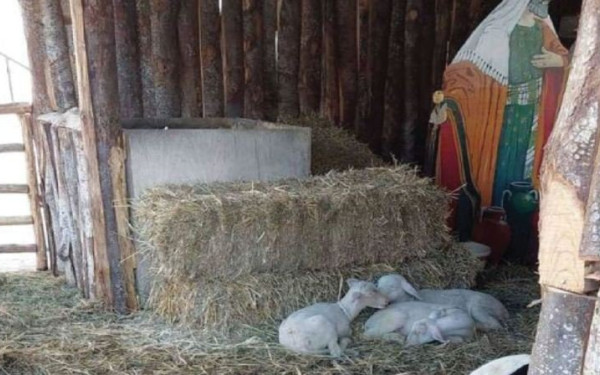 Βόλος: Έβαλαν ζωντανά ζώα ως «εκθέματα» σε δύο χριστουγεννιάτικες φάτνες - Εισαγγελική παρέμβαση για κακοποίηση 