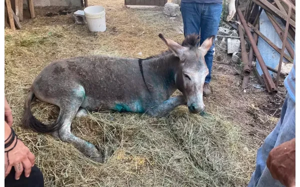 Στη Ζίτσα: Για κακούργημα ο πρώην αντιδήμαρχος που κακοποίησε το γαϊδουράκι