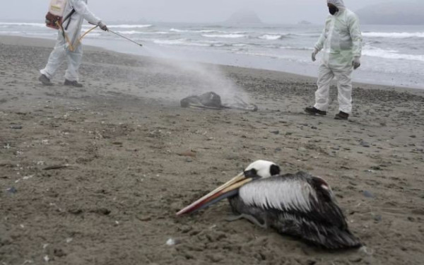 Γρίπη των πτηνών: Kρούσματα της H5N1 σε πελεκάνους στη Χιλή