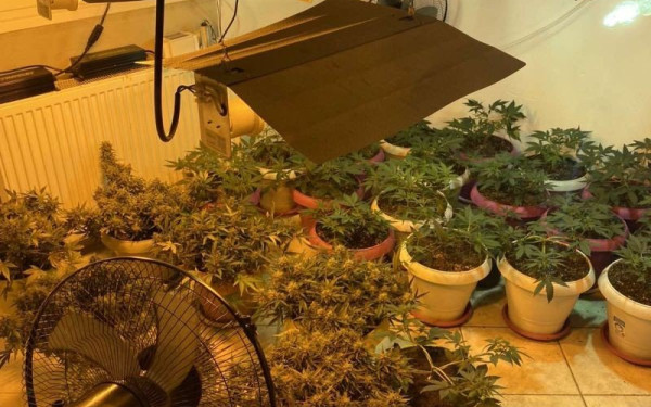 Κορδελιό: Έστησε εργαστήριο παραγωγής κάνναβης μέσα στο σπίτι του (βίντεο, φωτ.)