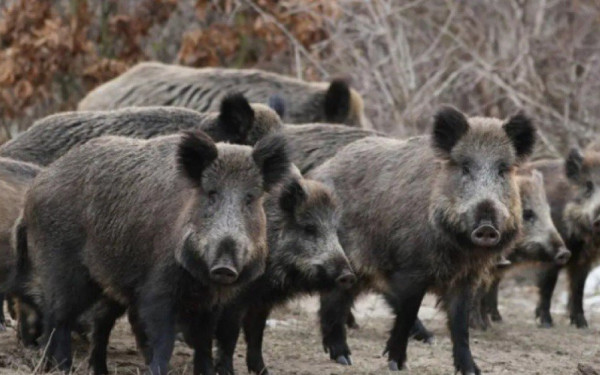 Πανόραμα: Κοπάδι αγριόχοιρων βγήκε... παγανιά στις αυλές σπιτιών - Δείτε βίντεο