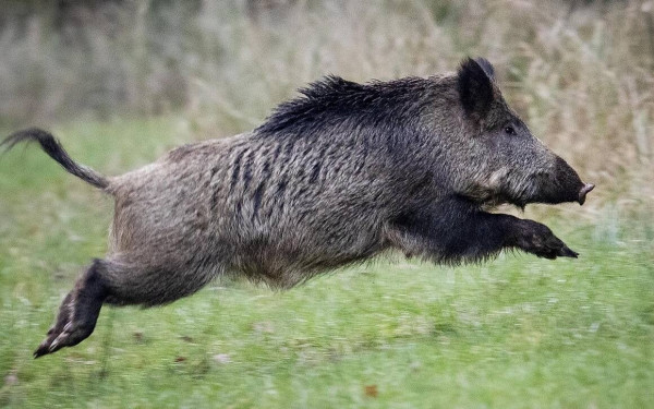Λαγκαδάς: Απαγόρευση χορήγησης τροφής σε αγριόχοιρους από το Δασαρχείο