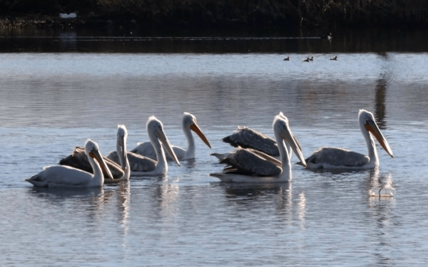 Το λιμανάκι που έγινε από σκουπιδότοπος πόλος έλξης για τους σπάνιους και πανέμορφους αργυροπελεκάνους (φωτ.)