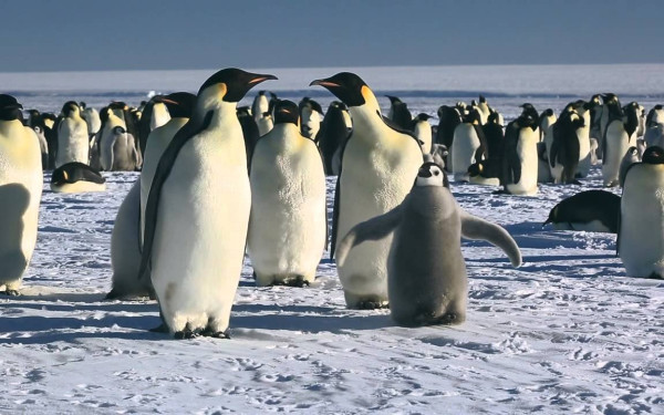 Θεσσαλονίκη: «Το ταξίδι του Αυτοκράτορα» σε δωρεάν προβολή στην Άνω Πόλη - Δείτε το τρέιλερ