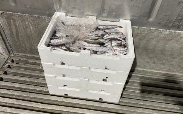 Κατασχέθηκαν 24 κιλά ψάρια στην ιχθυόσκαλα της Νέας Μηχανιώνας (φωτ.)
