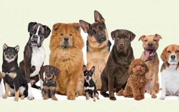 Κιλκίς: Δωρεάν στειρώσεις και σήμανση δεσποζόμενων σκύλων