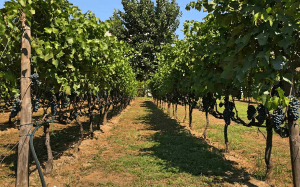 Σε ποσοστό άνω του 60% αυξήθηκε μεταξύ 2008 και 2025 η έκταση του Αμπελώνα Κιλκίς