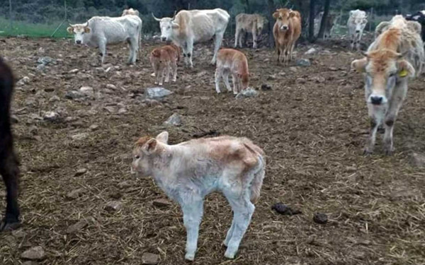 Καβάλα: Δεκάδες αγελάδες εγκαταλείφθηκαν από τους κτηνοτρόφους και πεθαίνουν βασανιστικά