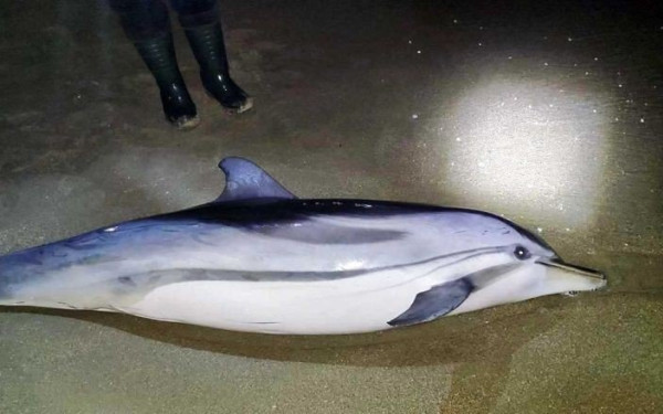 Καβάλα: Δελφίνι ξεβράστηκε νεκρό στην παραλία της Νέας Καρβάλης (φωτ.)