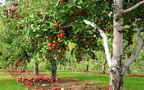 Δράμα: Να επενδύσουμε σε δέντρα, προτρέπει ο ιδρυτής της κοινότητας Πελίτι    