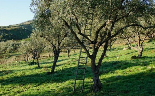 Θεσσαλονίκη: Ένα υπεραιωνόβιο ελαιόδεντρο - μνημείο από την Ελλάδα στους Ολυμπιακούς του Παρισιού 