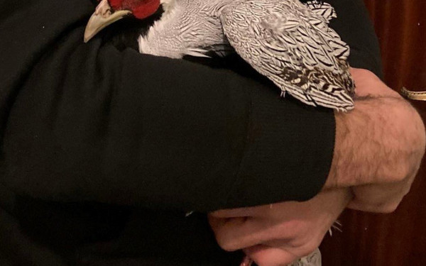 Θεσσαλονίκη: Ασημένιος φασιανός βρέθηκε στην Καλαμαριά (φωτ.)