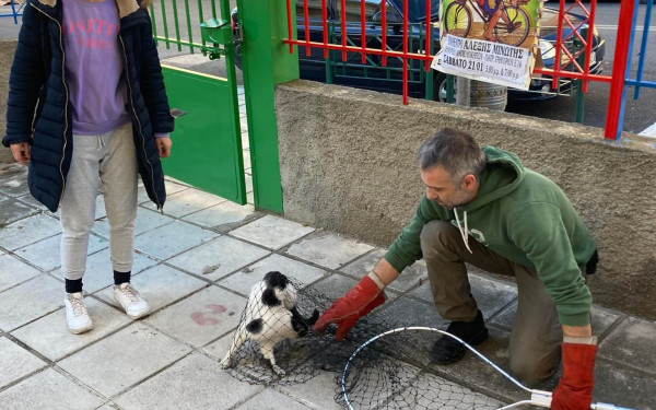 Θεσσαλονίκη: Γάτα εγκλωβίστηκε σε νηπιαγωγείο στον Εύοσμο (φωτ.)