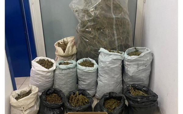 Κατερίνη: Μία σύλληψη για καλλιέργεια και κατοχή κάνναβης