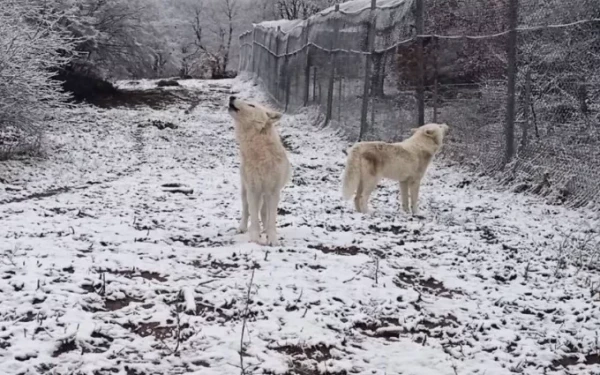 Κακοκαιρία: Viral το βίντεο με τους λύκους να υποδέχονται το χιόνι