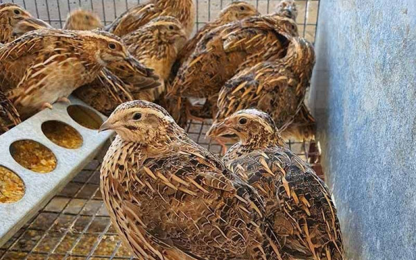 Νέα εστία της γρίπης των πτηνών ανέφερε η Βουλγαρία - Θανατώνονται 25.000 ορτύκια