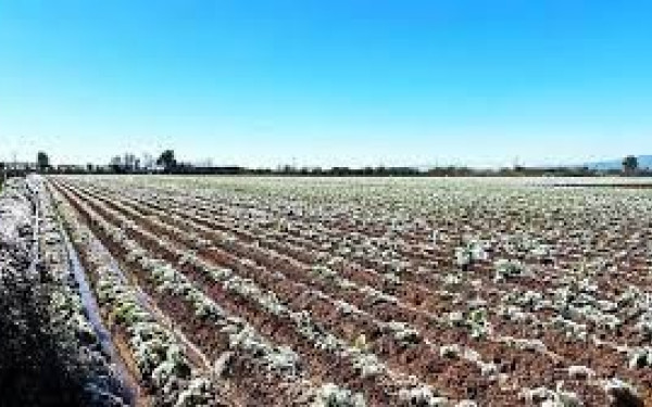 Έτοιμη σε 30 ημέρες η εφαρμογή στο κινητό για την προειδοποίηση παγετού