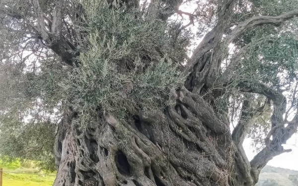 Κρήτη: Αποκαλύφθηκε υπεραιωνόβιο δέντρο ελιάς - Είναι 3.000 ετών! (φωτ.)