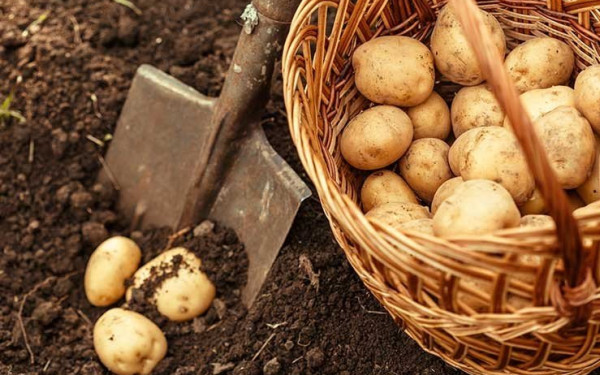 Η Γιορτή Πατάτας επιστρέφει στην Κοζάνη 